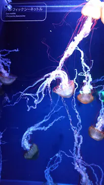 すみだ水族館に投稿された画像（2020/9/5）