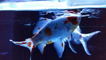 すみだ水族館に投稿された画像（2020/9/5）