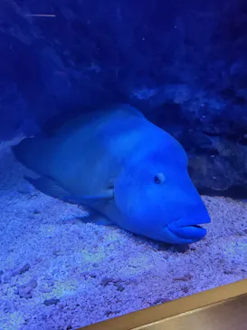すみだ水族館に投稿された画像（2020/9/5）