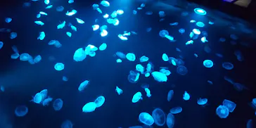 すみだ水族館に投稿された画像（2020/9/5）