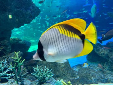 サンシャイン水族館に投稿された画像（2020/9/5）