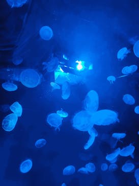 サンシャイン水族館に投稿された画像（2020/9/5）