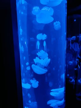 サンシャイン水族館に投稿された画像（2020/9/5）