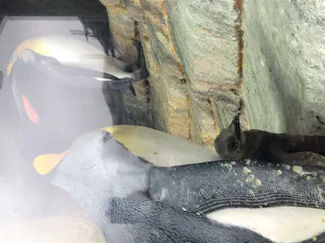 仙台うみの杜水族館に投稿された画像（2020/9/5）