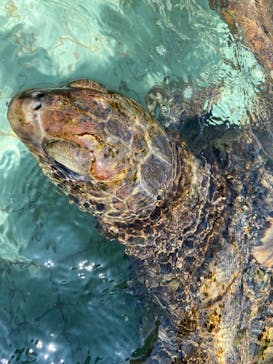 下田海中水族館に投稿された画像（2020/9/5）