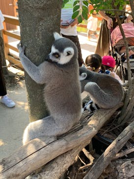 神戸どうぶつ王国に投稿された画像（2020/9/6）