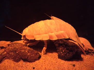 サンシャイン水族館に投稿された画像（2020/9/6）