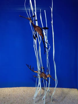 サンシャイン水族館に投稿された画像（2020/9/6）