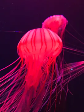 すみだ水族館に投稿された画像（2020/9/6）