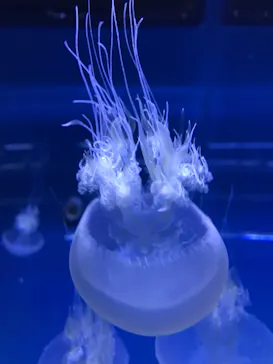 すみだ水族館に投稿された画像（2020/9/6）