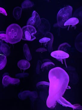 京都水族館に投稿された画像（2020/9/6）