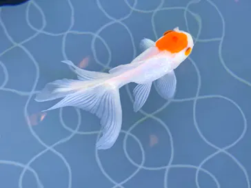 すみだ水族館に投稿された画像（2020/9/6）