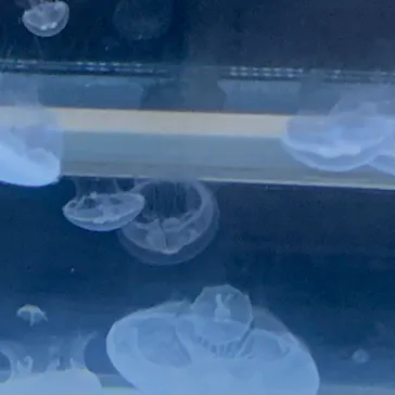 すみだ水族館に投稿された画像（2020/9/6）