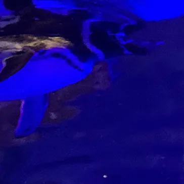 すみだ水族館に投稿された画像（2020/9/6）