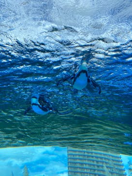 サンシャイン水族館に投稿された画像（2020/9/6）
