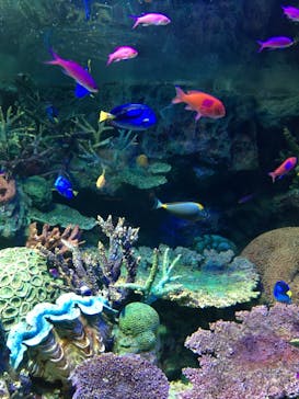 サンシャイン水族館に投稿された画像（2020/9/6）