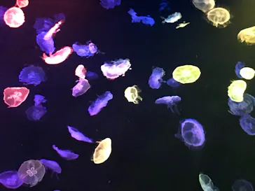 すみだ水族館に投稿された画像（2020/9/6）