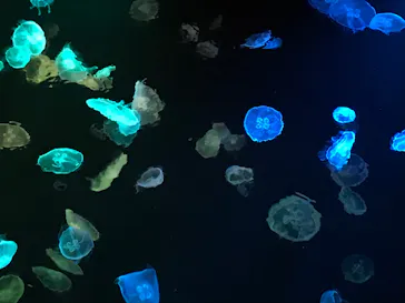 すみだ水族館に投稿された画像（2020/9/6）