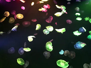 すみだ水族館に投稿された画像（2020/9/6）