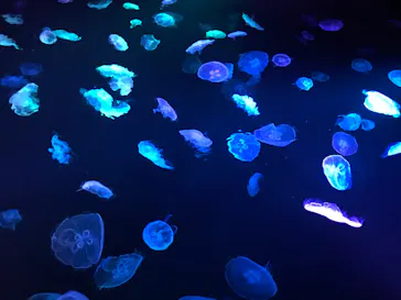 すみだ水族館に投稿された画像（2020/9/6）