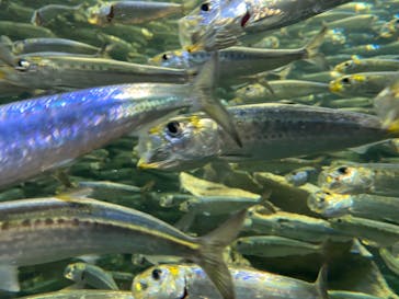 サンシャイン水族館に投稿された画像（2020/9/6）