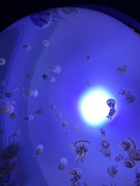 サンシャイン水族館に投稿された画像（2020/9/6）