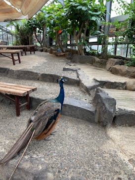伊豆シャボテン動物公園に投稿された画像（2020/9/6）
