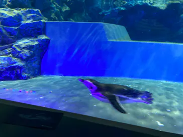 すみだ水族館に投稿された画像（2020/9/6）