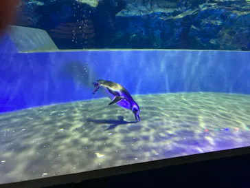 すみだ水族館に投稿された画像（2020/9/6）