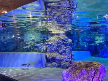 すみだ水族館に投稿された画像（2020/9/6）