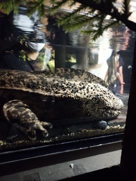 京都水族館に投稿された画像（2020/9/6）