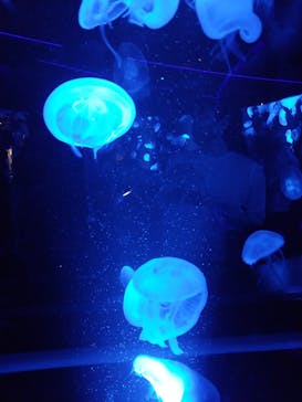 京都水族館に投稿された画像（2020/9/6）