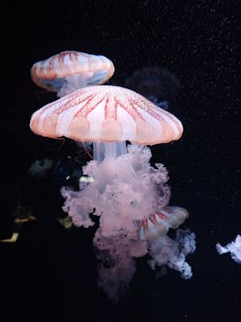 京都水族館に投稿された画像（2020/9/6）