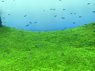 すみだ水族館に投稿された画像（2020/9/6）