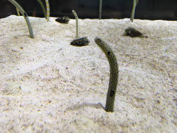 すみだ水族館に投稿された画像（2020/9/6）