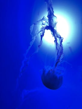 サンシャイン水族館に投稿された画像（2020/9/6）