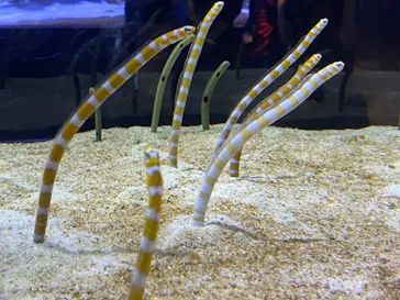 すみだ水族館に投稿された画像（2020/9/6）