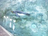 旭川市旭山動物園に投稿された画像（2020/9/6）