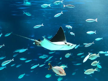 サンシャイン水族館に投稿された画像（2020/9/6）