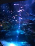すみだ水族館に投稿された画像（2020/9/6）