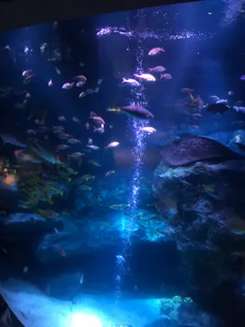 すみだ水族館に投稿された画像（2020/9/6）