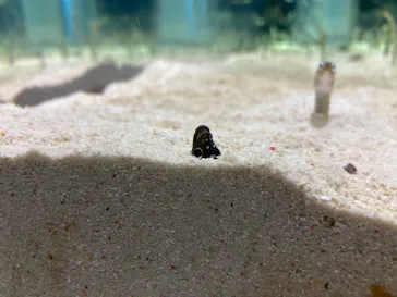 すみだ水族館に投稿された画像（2020/9/6）