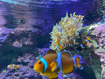 サンシャイン水族館に投稿された画像（2020/9/6）