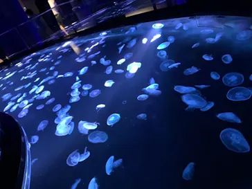 すみだ水族館に投稿された画像（2020/9/6）