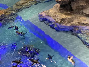 すみだ水族館に投稿された画像（2020/9/6）