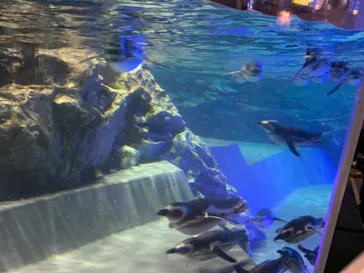 すみだ水族館に投稿された画像（2020/9/6）