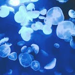 サンシャイン水族館に投稿された画像（2020/9/6）