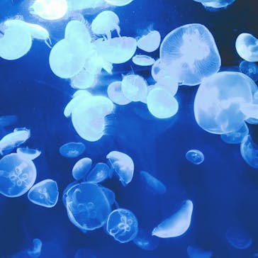 サンシャイン水族館に投稿された画像（2020/9/6）