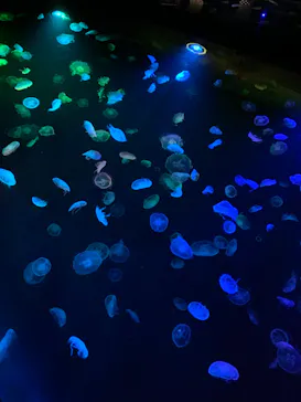 すみだ水族館に投稿された画像（2020/9/6）