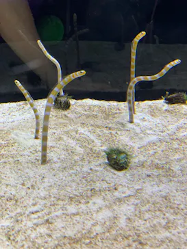 すみだ水族館に投稿された画像（2020/9/6）